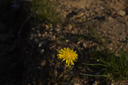 Yellow flower of a plant catsear or cat's ear in Latin called Hypochaeris radicata. Single flower of a slightly faded stem due to lack of water and heat. Soil is on the backgroundの写真素材