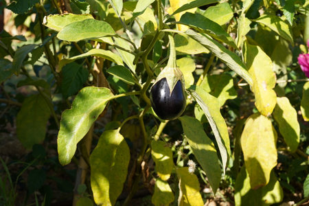Eggplant fruit, in Latin called Solanum melongena, captured in a natural condition growing in open air. Copy space is available.の写真素材