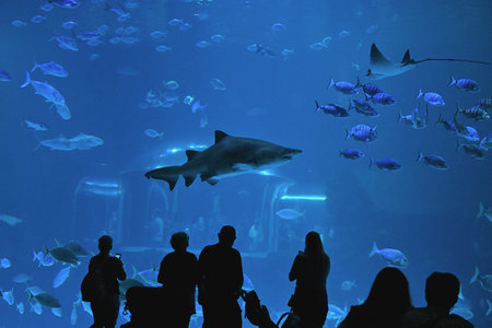 Aquarium in Gran Canaria, Poema del Mar, with sharks and manta rays observed in one of the...