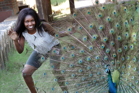 Beautify peacock and a young Black  woman playing with peacock.の写真素材