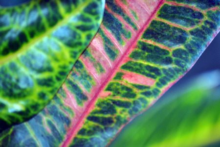 Green Plant