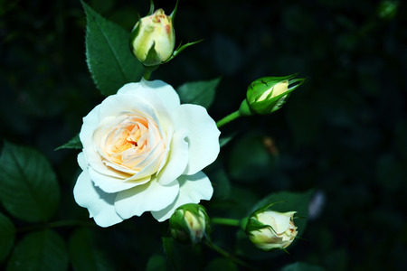 White rose and rosebudsの写真素材