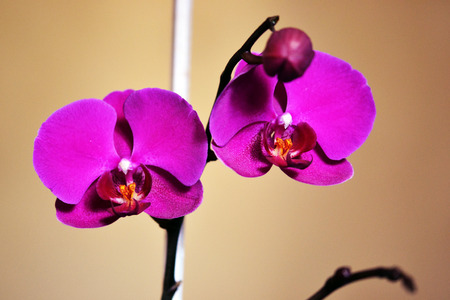 Orchidの写真素材