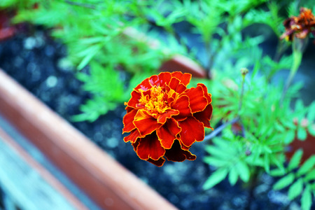Garden flowerの写真素材