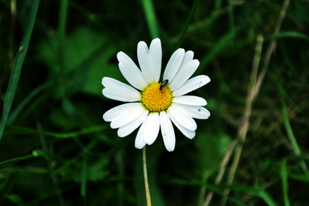 Daisy Flowerの写真素材