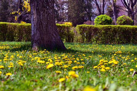 Field of yellow flowers and trees