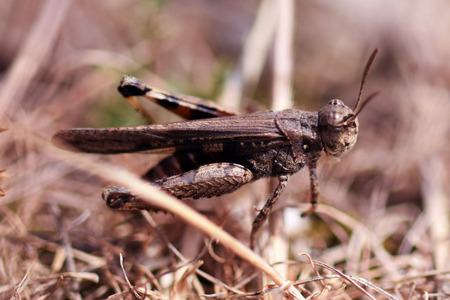 Grasshopperの写真素材