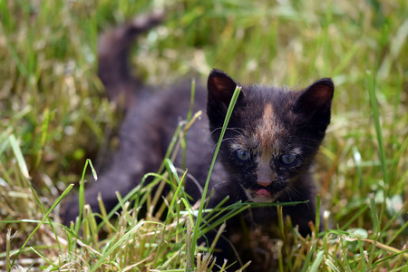 Fearless kittenの写真素材