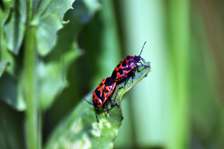 Spring bugs