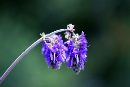 Two flowersの写真素材