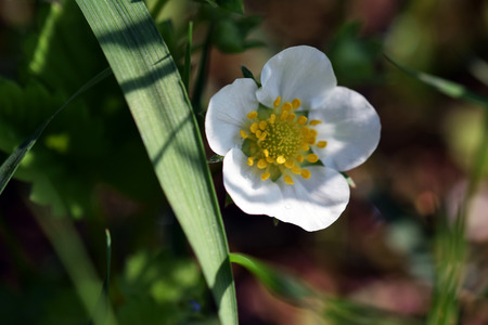 Spring flowerの写真素材
