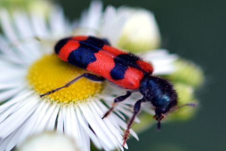 Walking on petals