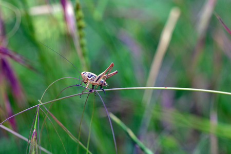 Grasshoperの写真素材