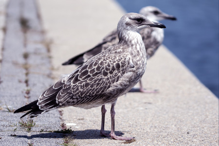 Seagullsの写真素材