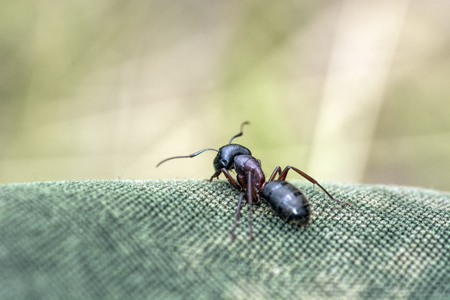 Ant on my  pantsの写真素材