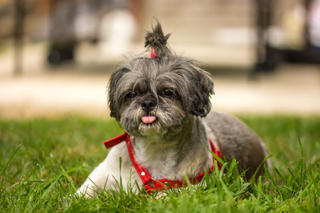 Bijoux , a sweet  dogの写真素材