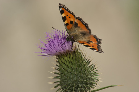 Orange butterfly and purple flowerの写真素材