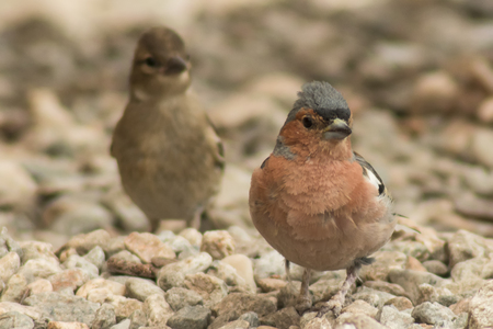 Two small birdiesの写真素材