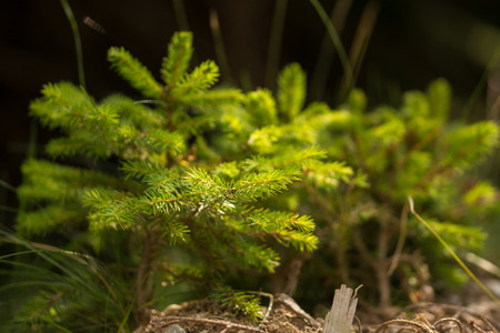 Baby fir treeの写真素材