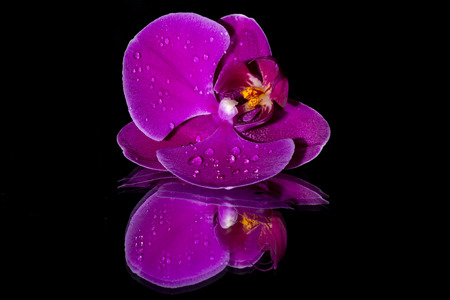 Purple orchid on mirrorの写真素材