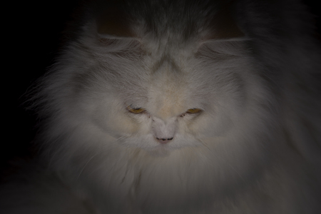 White persian catの写真素材