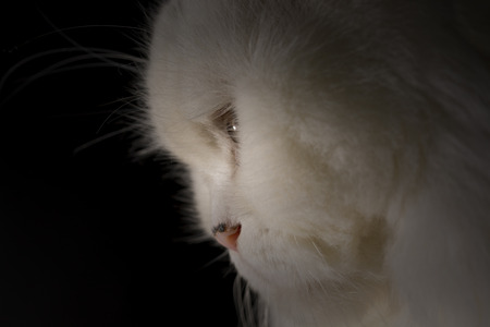 Rio ,white persian catの写真素材