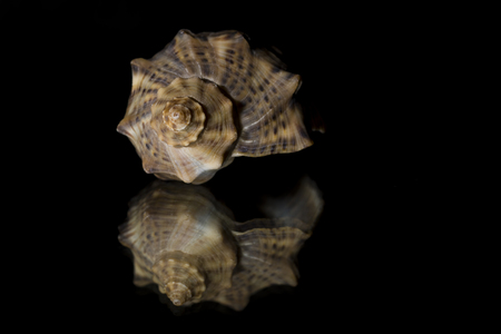 Shell isolated on mirror