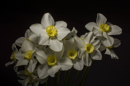 Daffoddilsの写真素材