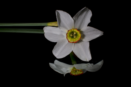 Daffodil isolated  on black  backgroundの写真素材