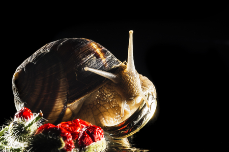 Snail and poppy  buds on black  backgroundの写真素材