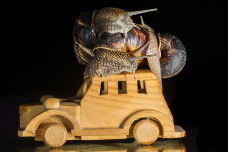 Snails on toy car roofの写真素材
