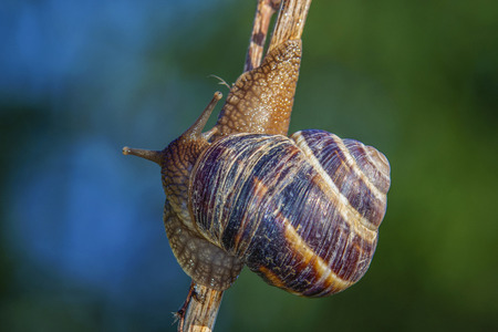 Snail isolated on twigの写真素材