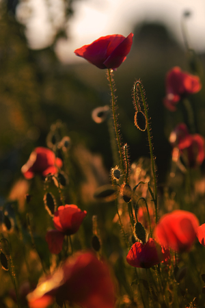 Poppy  field at  sunsetの写真素材