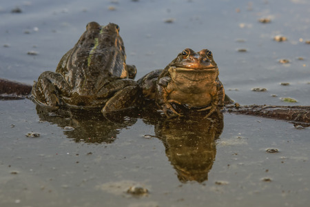 Frogs on lakeの写真素材