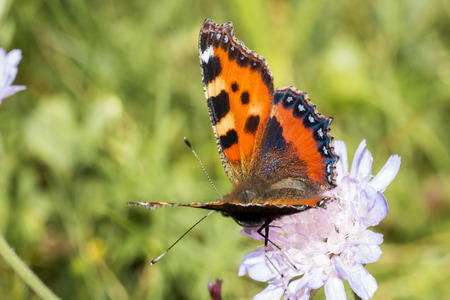 Orange butterfly on white flowerの写真素材