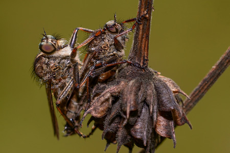Close up of two flies on soft background