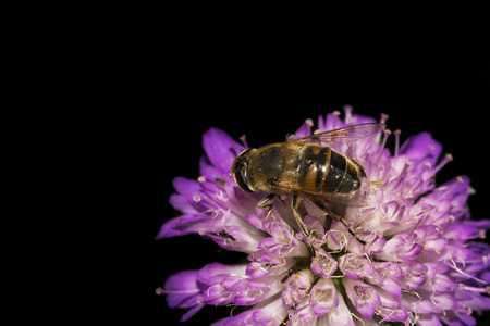 Bee collecting pollen on a purple flower