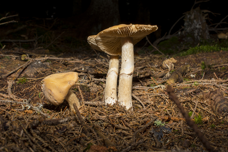 Brown mushrooms in different shapes and sizes