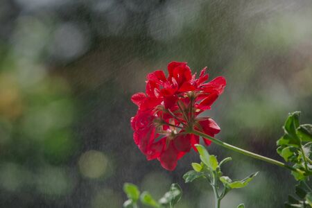 Beautiful flower isolated on garden backgroundの写真素材