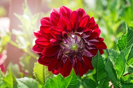 Beautiful flower isolated on garden backgroundの写真素材