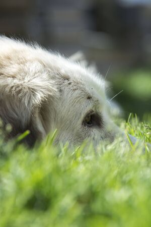 Portrait of a shephard dog