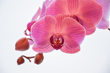 beautiful purple orchid on branch on white backgroundの写真素材