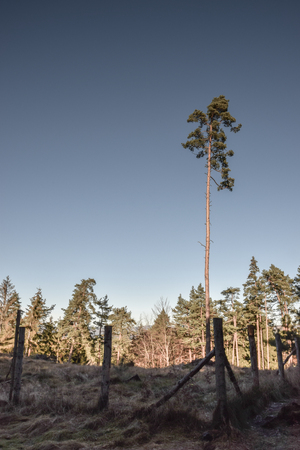 single pine tree in a park, polarizing filterの写真素材