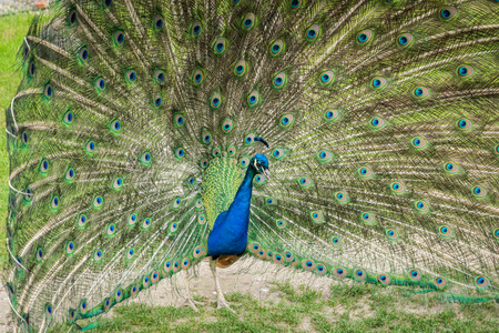 beautiful blue peacock with its feathers outの写真素材