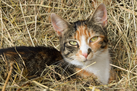 triple color catの写真素材