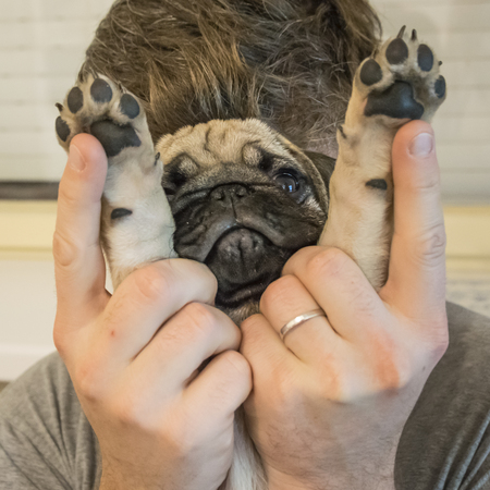 pug puppy playing with his owner who is hidingの写真素材