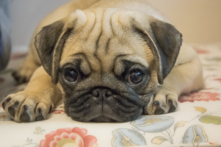 pug puppy closeupの写真素材