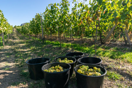 Gathered ripe grapes in black buckets on the ground in vineyard, wine harvest season, Moravian region, Czech Republicの写真素材