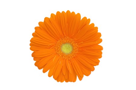 orange gerbera on whiteの写真素材