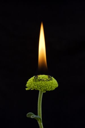 flower burning on a black groundの写真素材